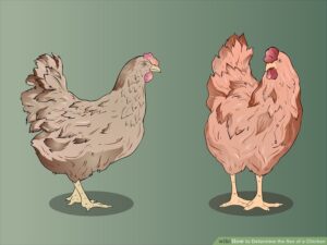 aid203135-900px-Determine-the-Sex-of-a-Chicken-Step-1