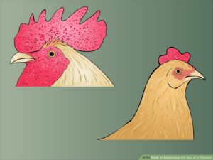 aid203135-900px-Determine-the-Sex-of-a-Chicken-Step-3