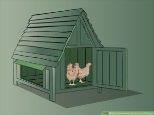 aid203135-900px-Determine-the-Sex-of-a-Chicken-Step-4