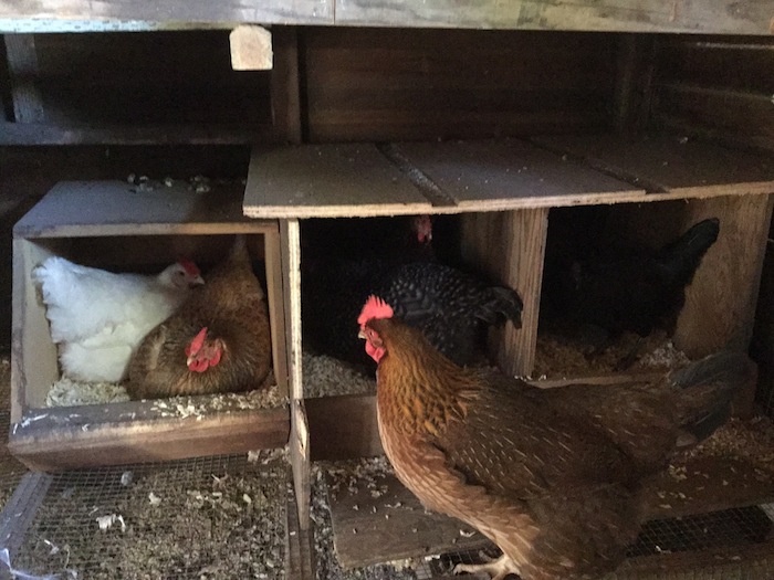 Găini în cuibar