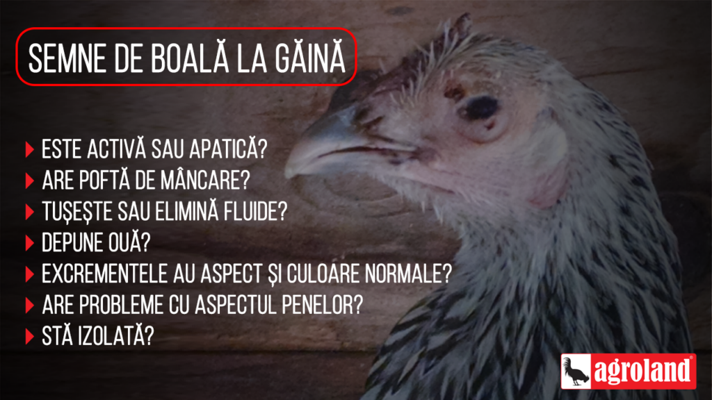 Semne de boală la găină