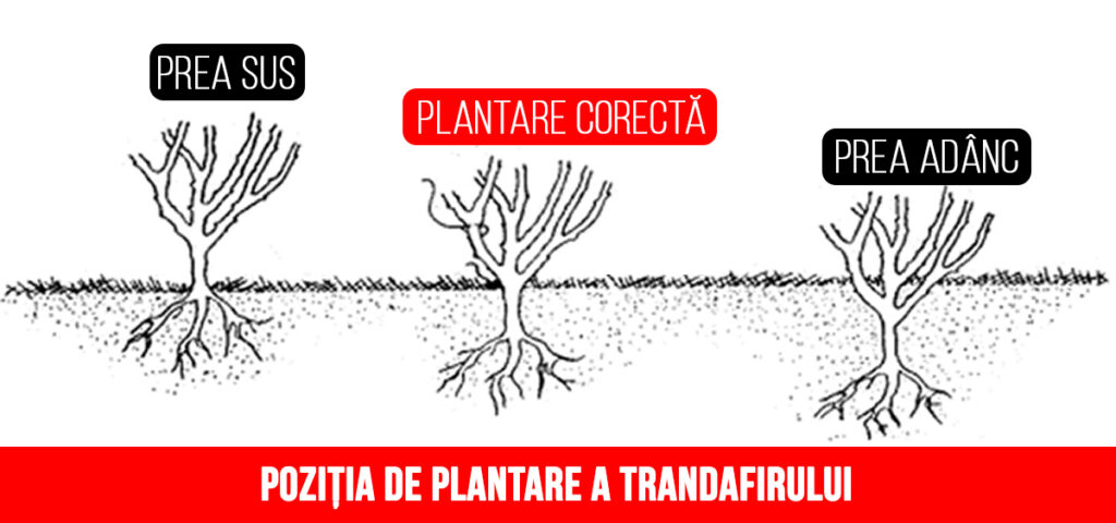 Schemă plantare trandafiri