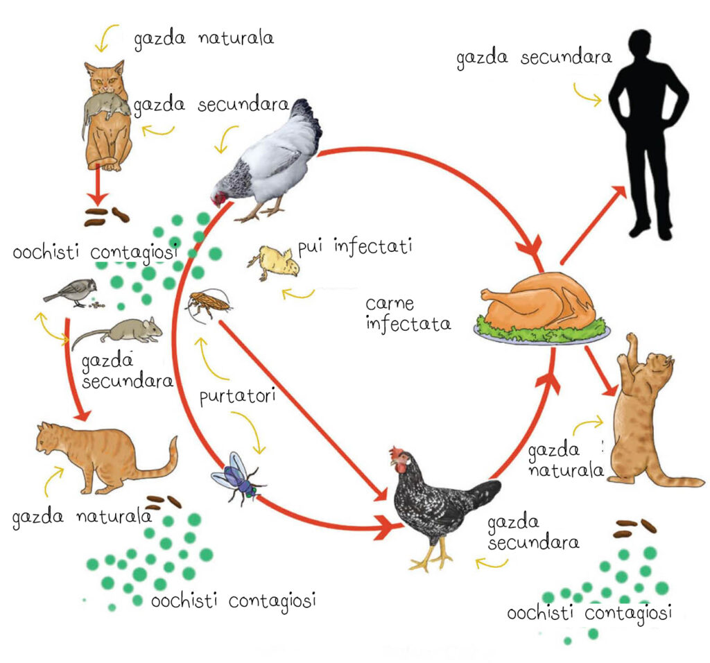 Toxoplasma gondii