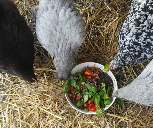 Salată de vederțuri pentru găini